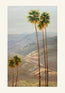 California Palms | Paper Prints | from 9 x 12 - rebeccarobbfineart.com
