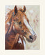 Colt | Paper Prints | from 11 x 14 - rebeccarobbfineart.com